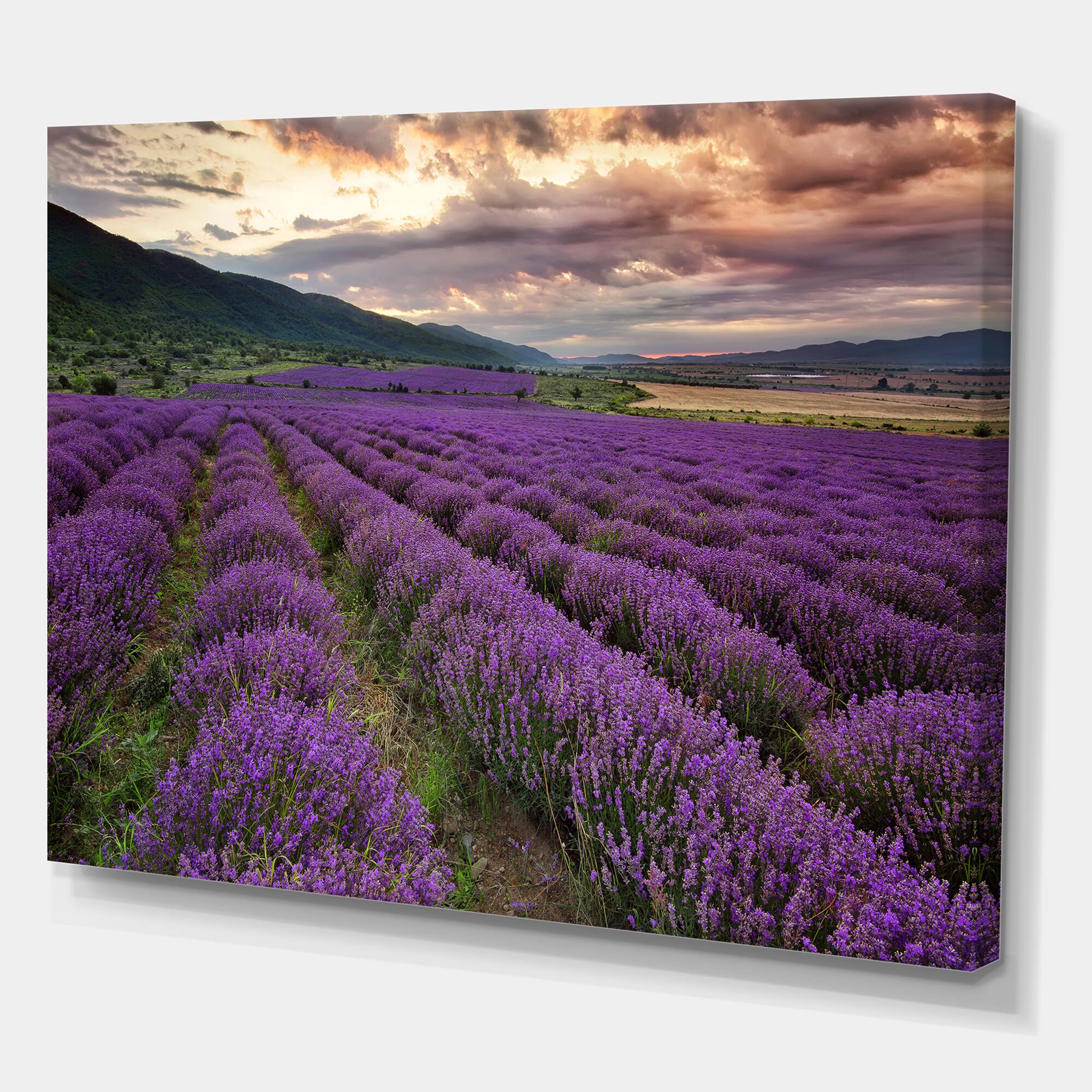 Designart - Lavender Field At Dawn I